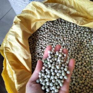 1kg hạt giống rau mầm Đậu Hà Lan loại đặc biệt (Đóng túi zip)