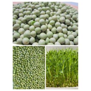 Hạt giống rau mầm Đậu Hà Lan Xanh 1kg - Hàng chuẩn siêu ngọn, làm rau mầm/ nấu sữa hạt đều được